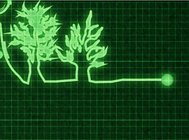Organic greens indoors